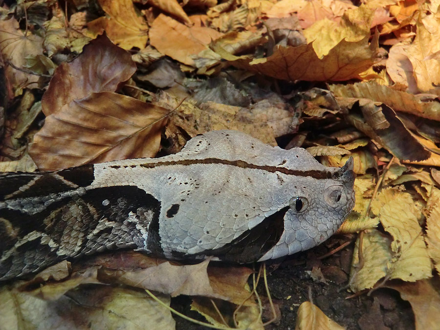 Gabunviper im Wuppertaler Zoo im November 2012