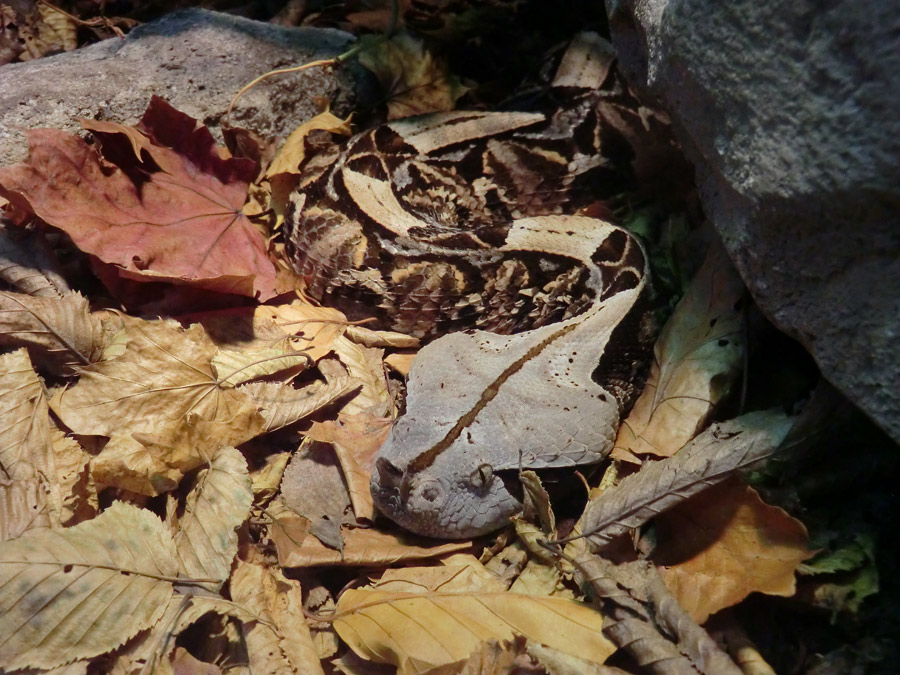 Gabunviper im Wuppertaler Zoo im November 2012