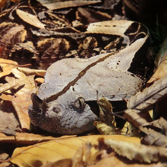 Gabunviper im Wuppertaler Zoo im November 2012