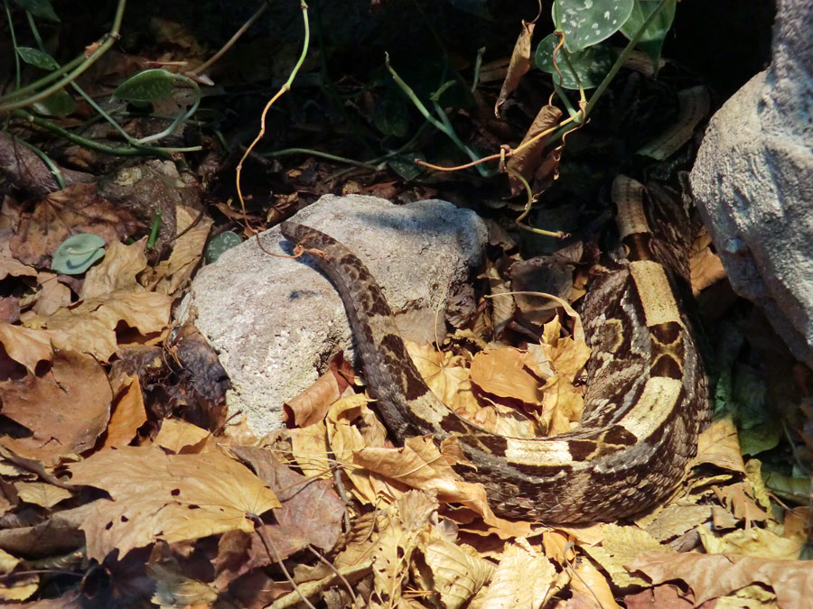 Gabunviper im Zoo Wuppertal im November 2012