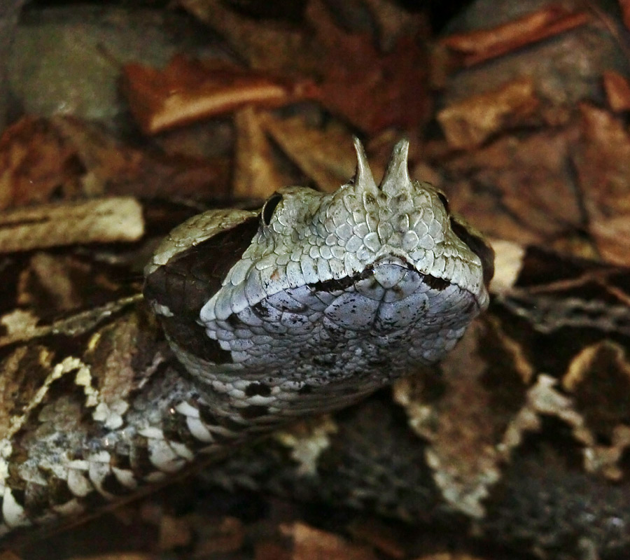 Gabunviper im Wuppertaler Zoo im November 2012