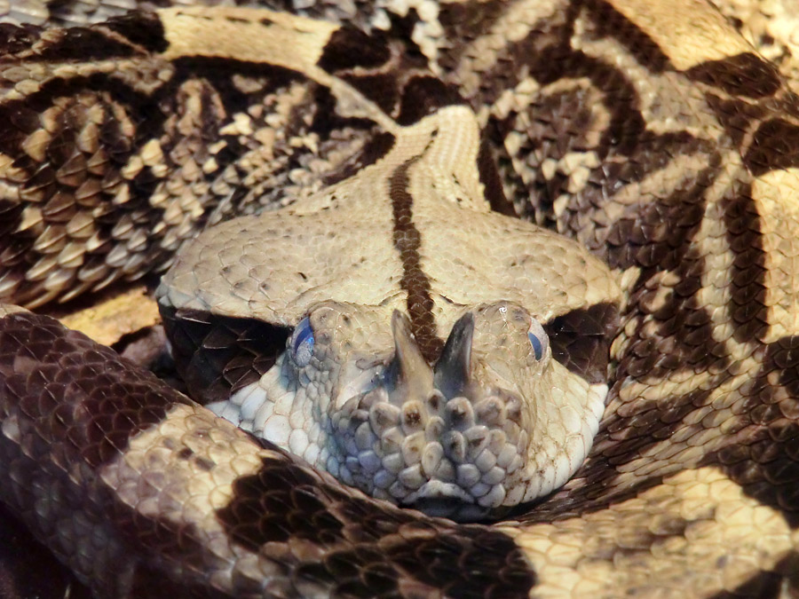 Gabunviper im Zoo Wuppertal im Dezember 2012