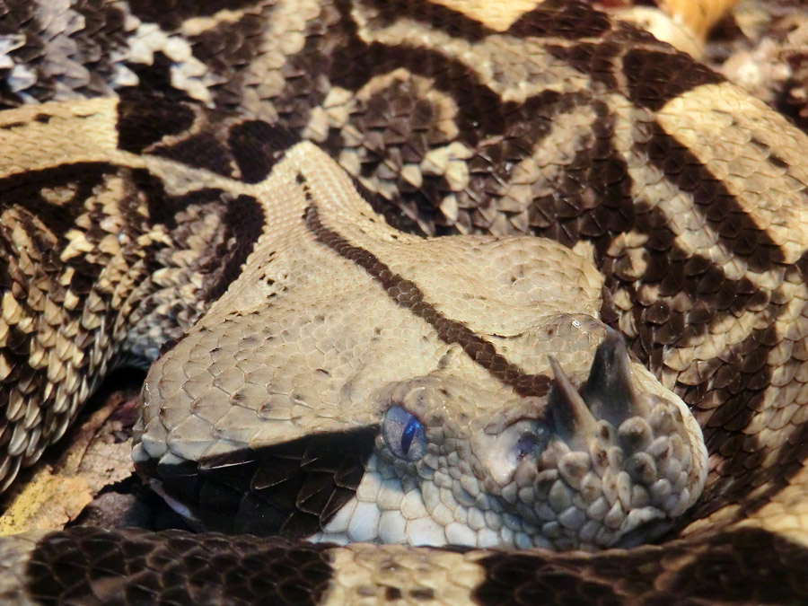 Gabunviper im Wuppertaler Zoo im Dezember 2012