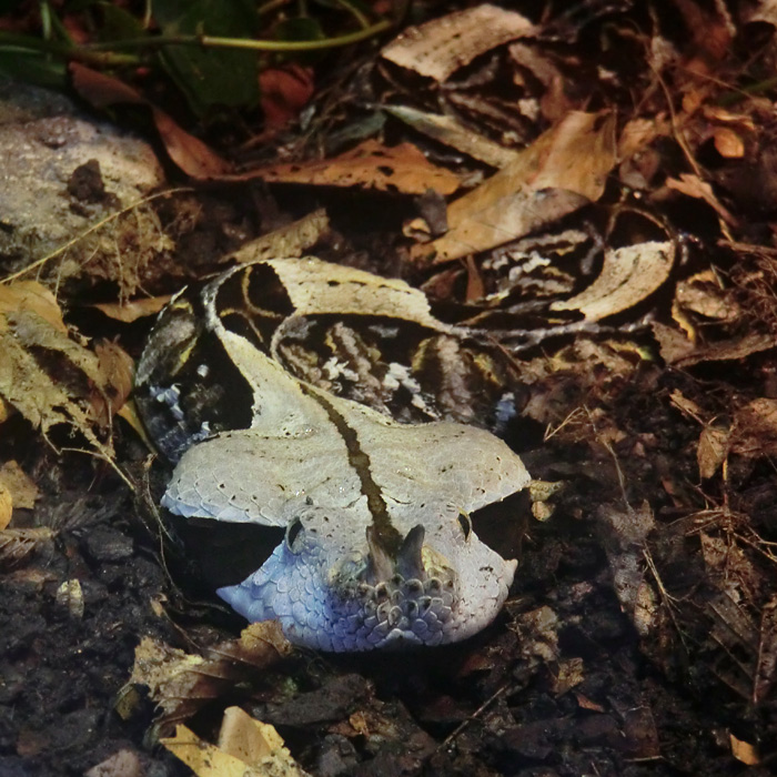 Gabunviper im Wuppertaler Zoo im Januar 2013