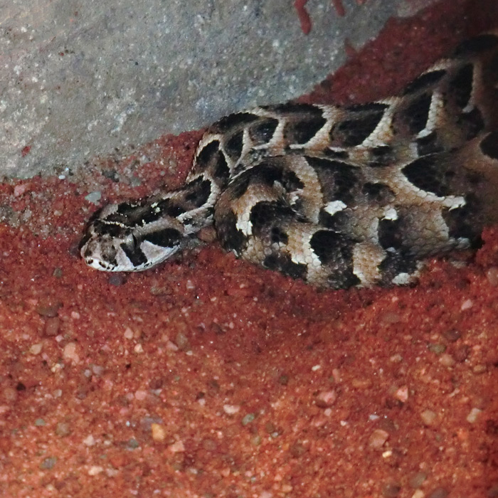 Puffotter im Wuppertaler Zoo im März 2013