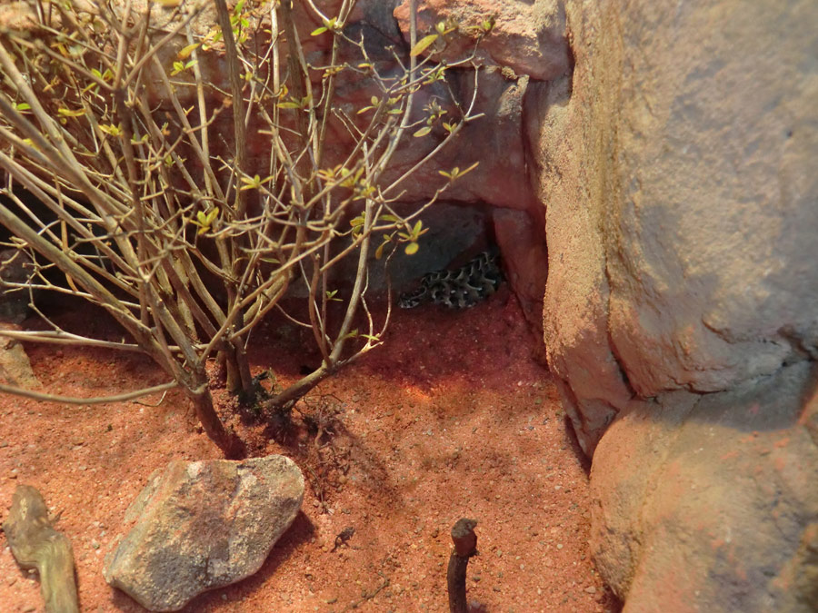 Puffotter in einer kleinen Höhle im Zoologischen Garten Wuppertal im März 2013