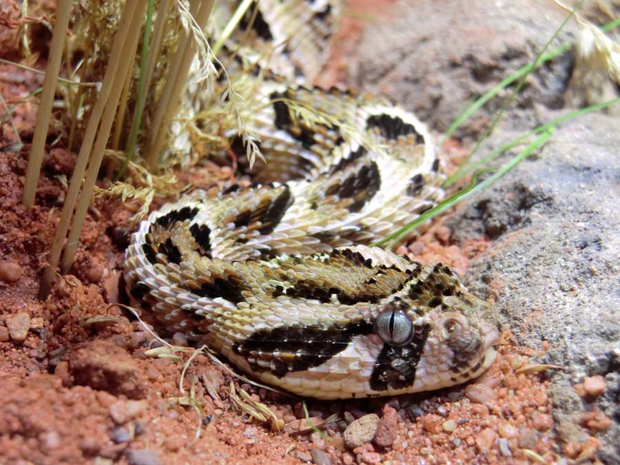 Puffotter im Wuppertaler Zoo im Januar 2014