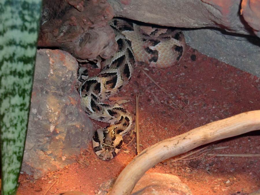 Puffotter im Zoologischen Garten Wuppertal im Februar 2014