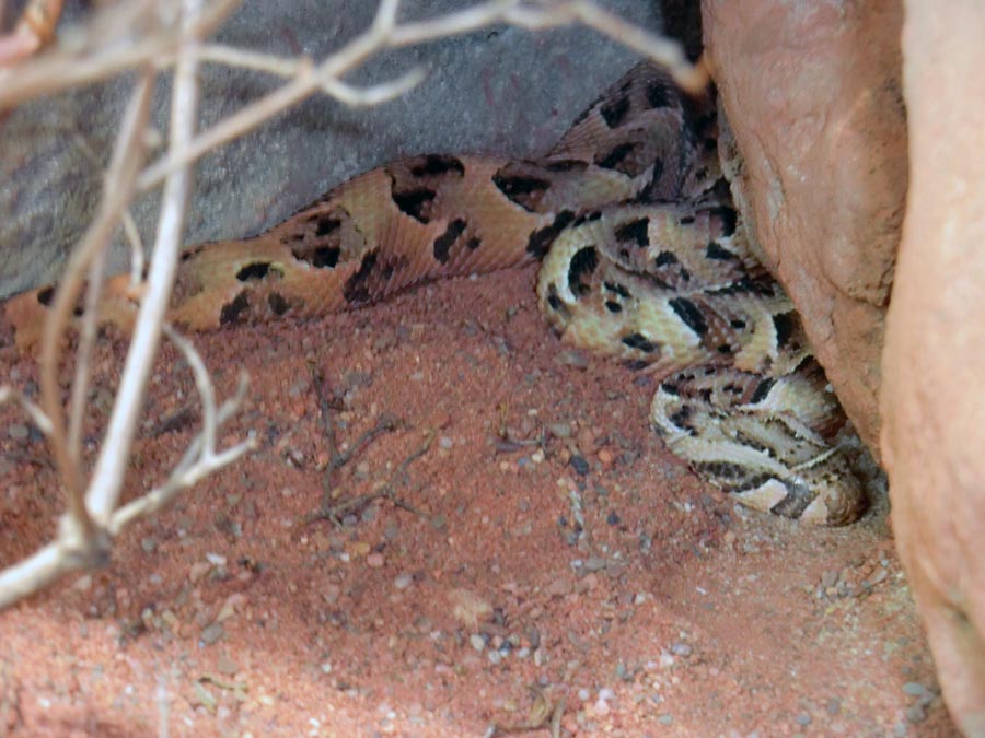 Puffotter im Zoologischen Garten Wuppertal im März 2014