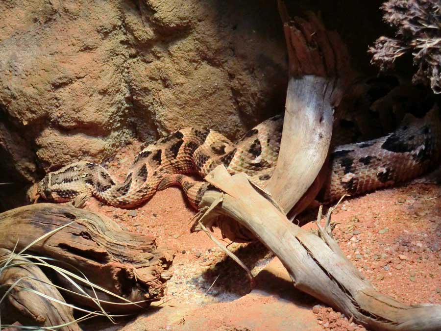 Puffotter im Wuppertaler Zoo im Mai 2014