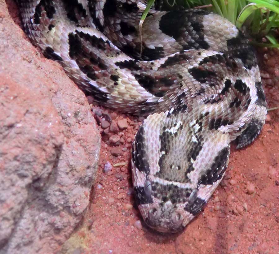 Puffotter im Zoologischen Garten Wuppertal im Mai 2014