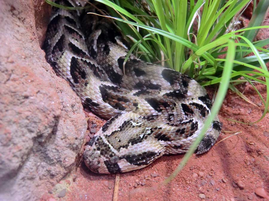 Puffotter im Zoologischen Garten Wuppertal im Juni 2014