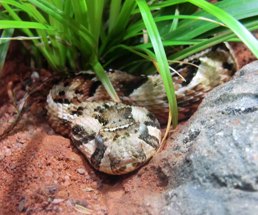 Puffotter im Wuppertaler Zoo im Juli 2014