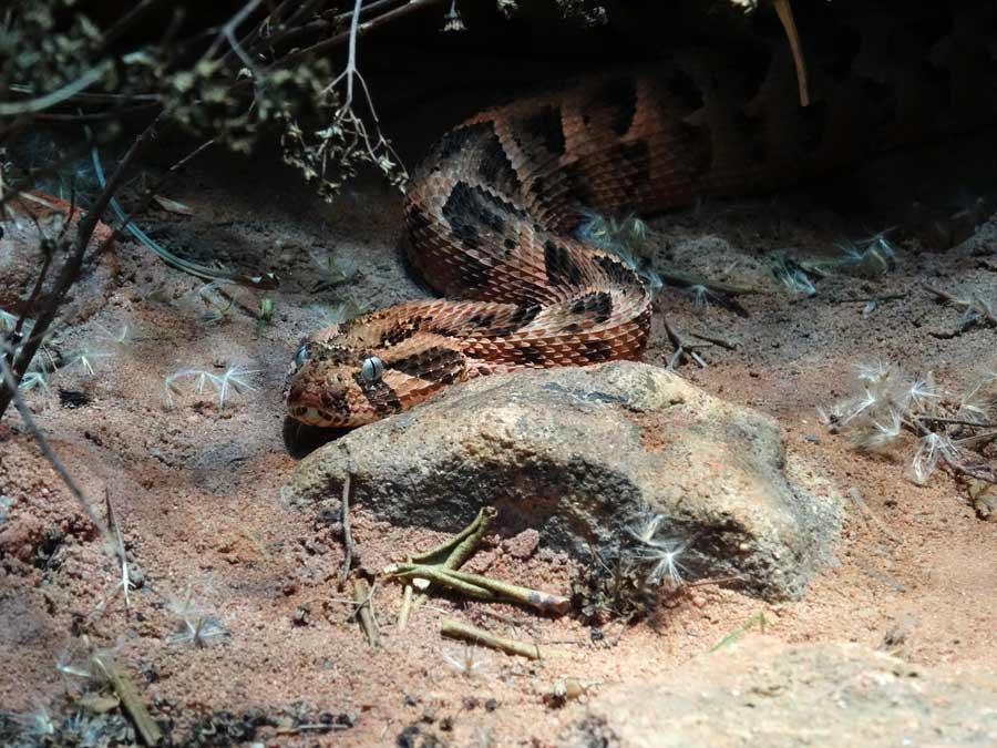 Puffotter im Zoologischen Garten Wuppertal im Januar 2015