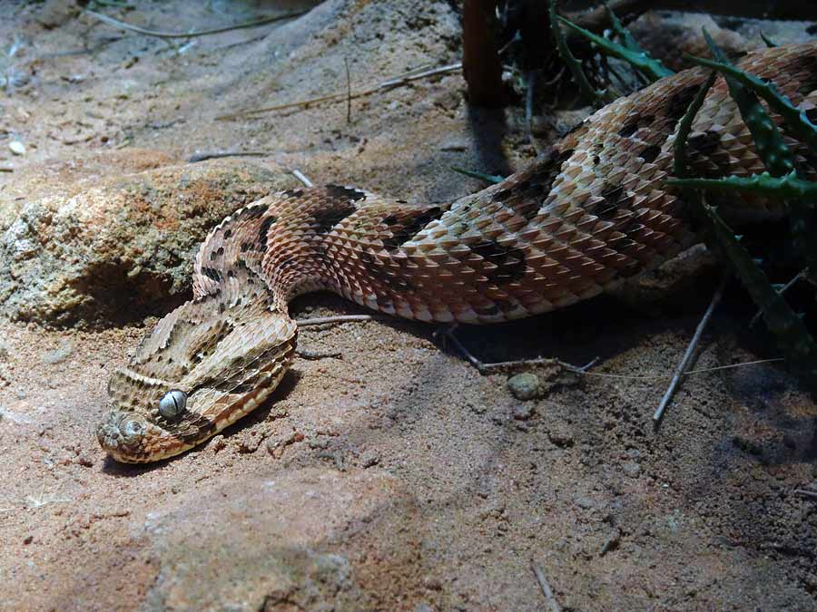 Puffotter im Zoologischen Garten Wuppertal im Januar 2015