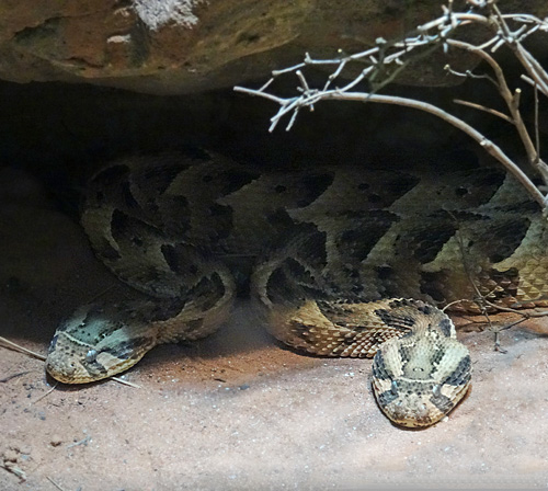 Das Puffotter-Paar am 17. Januar 2016 im Terrarium im Grünen Zoo Wuppertal