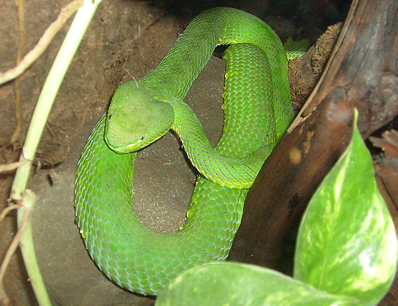 Weißlippen-Bambusotter im Zoologischen Garten Wuppertal im November 2008