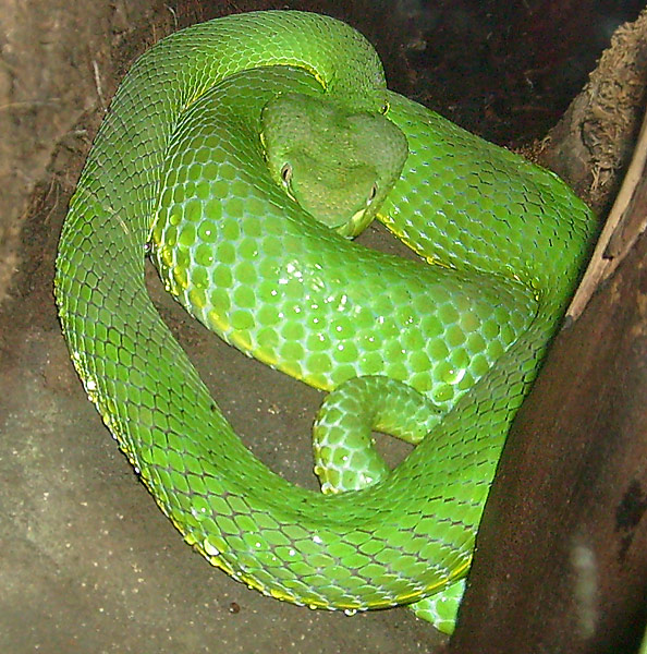 Weißlippen-Bambusotter im Zoo Wuppertal im November 2008