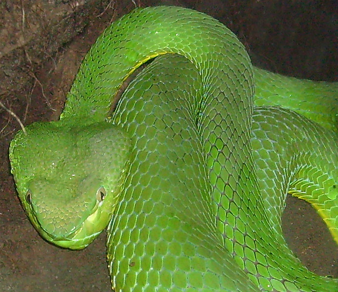 Weißlippen-Bambusotter im Wuppertaler Zoo im November 2008