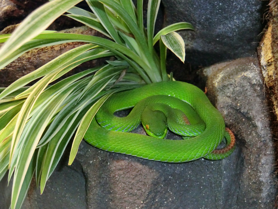 Weißlippen-Bambusotter im Zoologischen Garten Wuppertal im August 2012