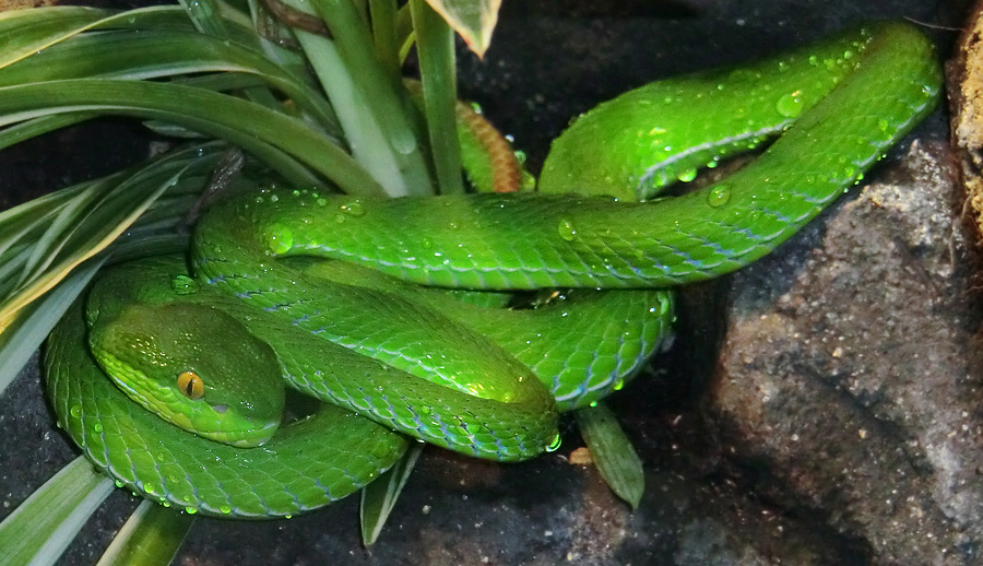 Weißlippen-Bambusotter im Wuppertaler Zoo im September 2012