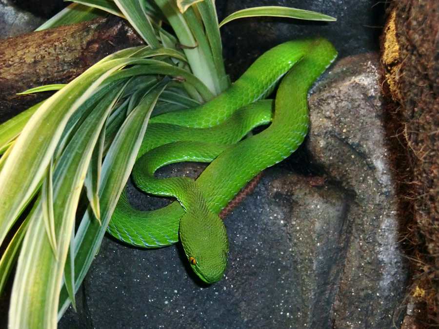 Weißlippen-Bambusotter im Zoo Wuppertal im September 2012