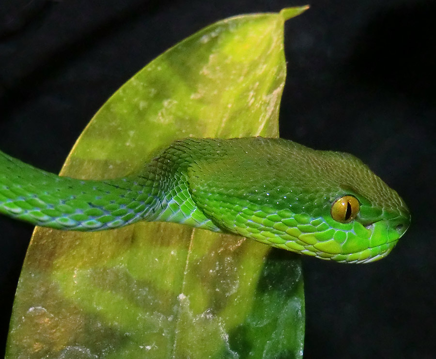 Weißlippen-Bambusotter im Wuppertaler Zoo im Januar 2013