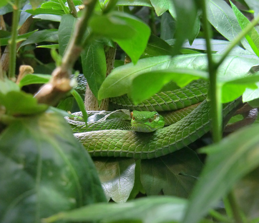 Weißlippen-Bambusotter im Zoo Wuppertal im August 2013