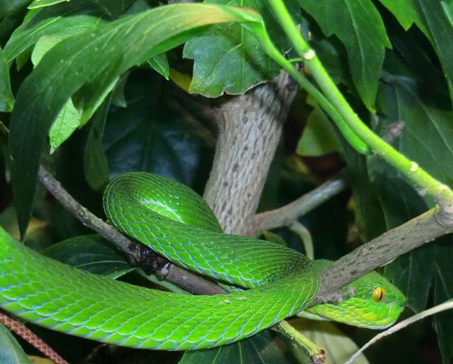 Weißlippen-Bambusotter im Wuppertaler Zoo im Dezember 2013