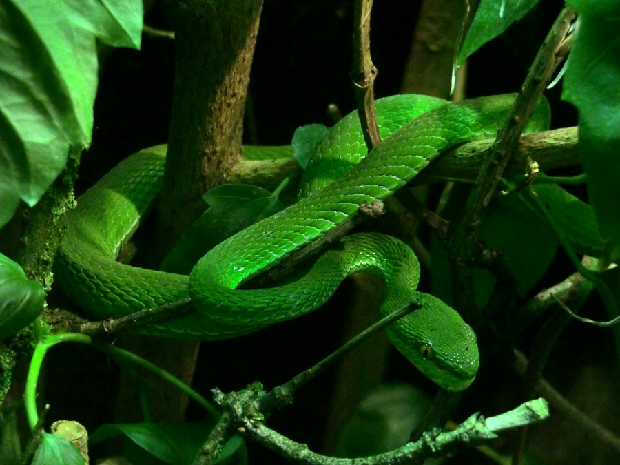 Weißlippen-Bambusotter im Wuppertaler Zoo im Dezember 2013