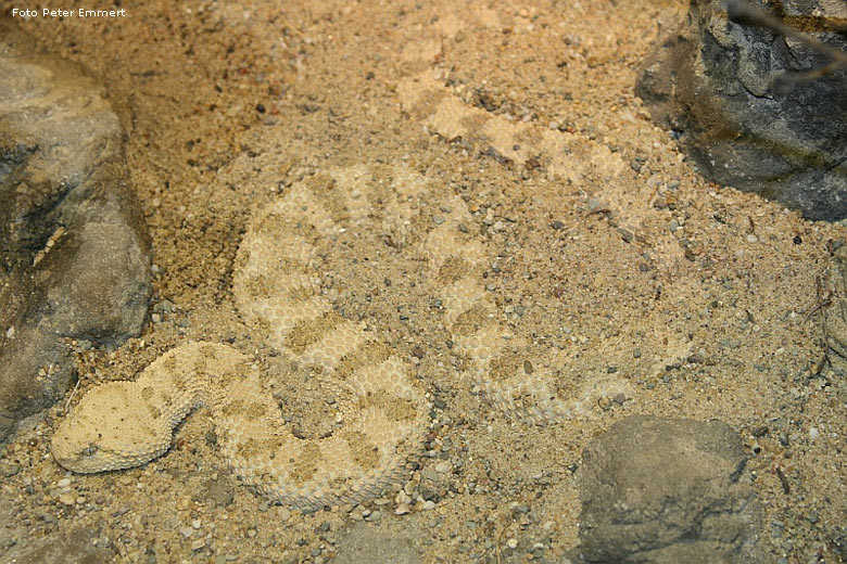 Wüsten-Hornviper im Zoo Wuppertal im März 2007 (Foto Peter Emmert)