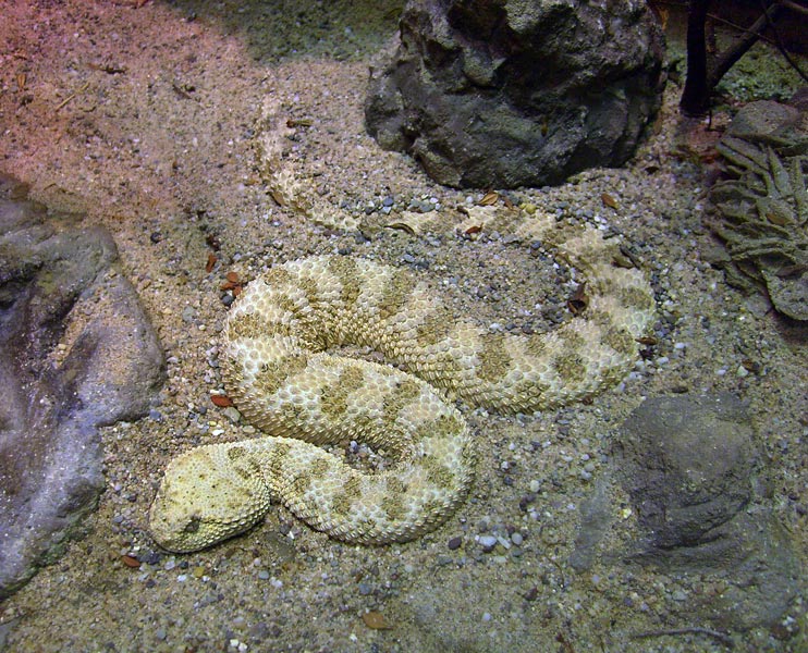 Wüsten-Hornviper im Wuppertaler Zoo im November 2008