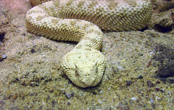 Wüsten-Hornviper im Zoologischen Garten Wuppertal im Dezember 2008