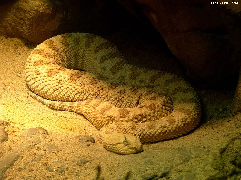 Wüsten-Hornviper im Wuppertaler Zoo im März 2008 (Foto Dieter Kraß)