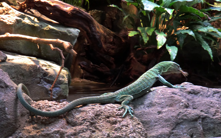 Smaragdwaran im Zoo Wuppertal am 10. Februar 2012