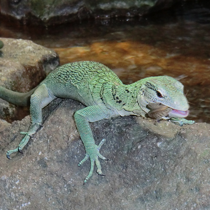 Smaragdwaran im Wuppertaler Zoo am 10. Februar 2012