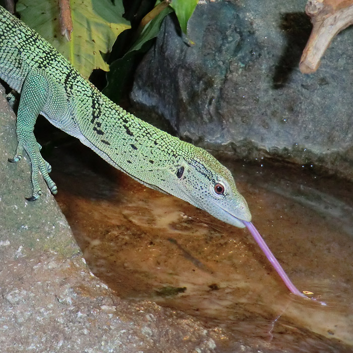Smaragdwaran im Wuppertaler Zoo im Februar 2012