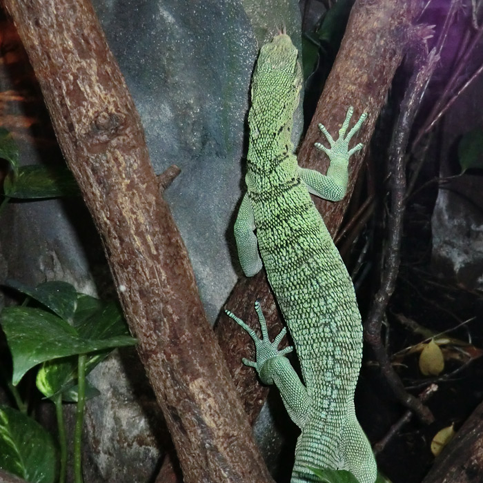 Smaragdwaran im Wuppertaler Zoo am 2. November 2012