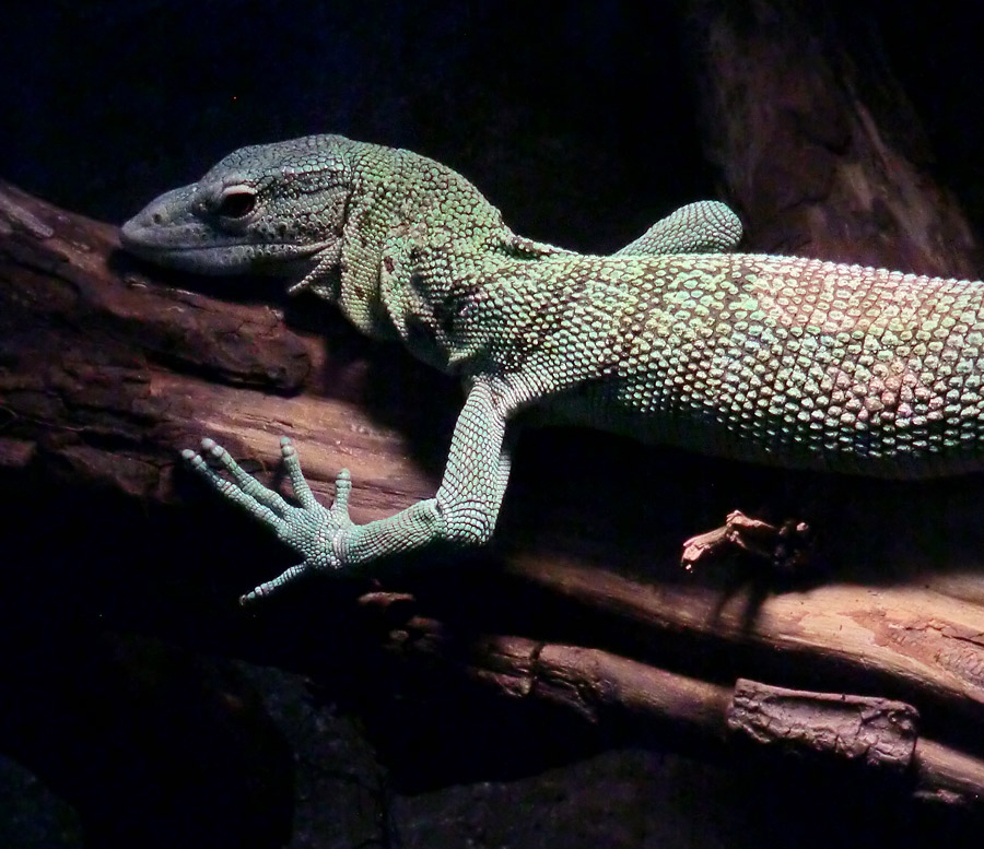 Smaragdwaran im Wuppertaler Zoo im Januar 2013