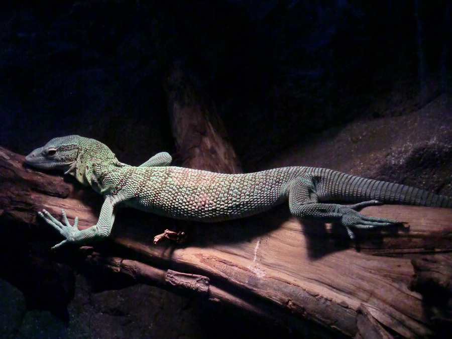 Smaragdwaran im Zoo Wuppertal im Januar 2013