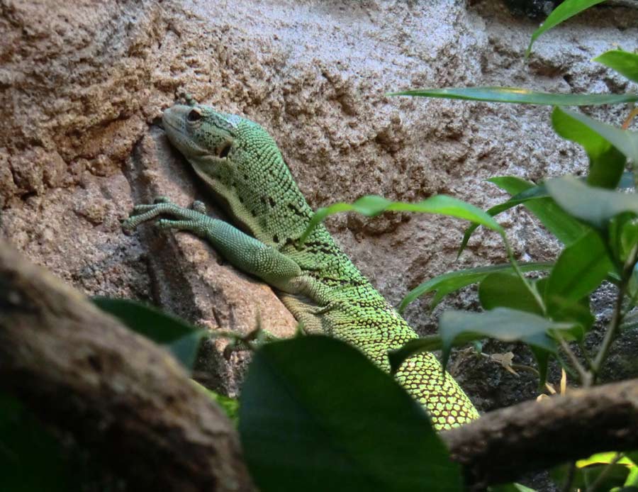 Smaragdwaran im Zoo Wuppertal im Juli 2014