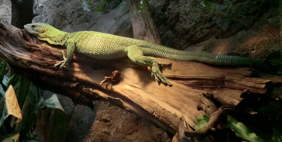 Smaragdwaran im Zoo Wuppertal im Juli 2014