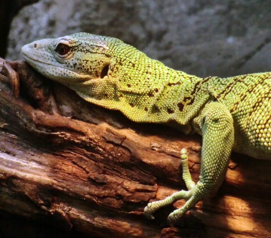 Smaragdwaran im Wuppertaler Zoo im Juli 2014