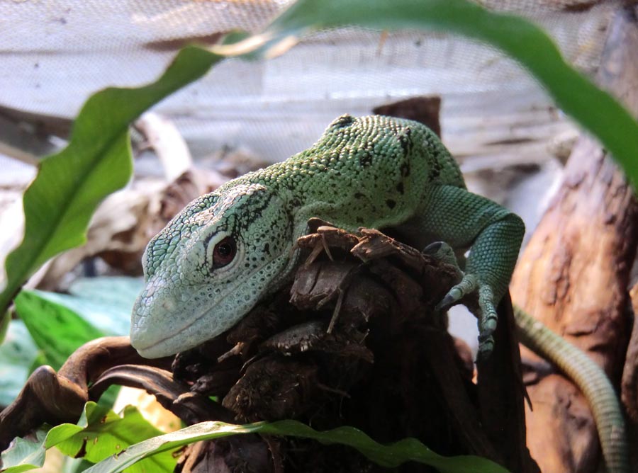 Smaragdwaran im Zoologischen Garten Wuppertal im Juli 2014