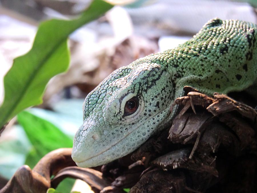 Smaragdwaran im Wuppertaler Zoo im Juli 2014