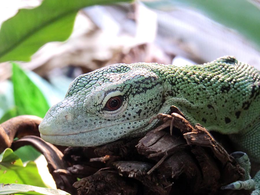 Smaragdwaran im Zoo Wuppertal im Juli 2014