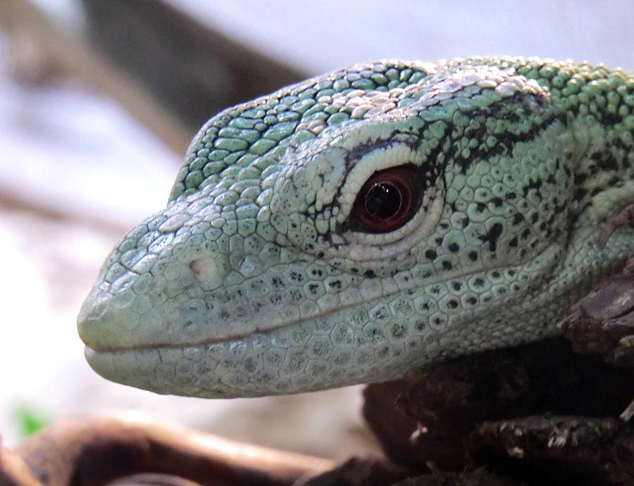 Smaragdwaran im Zoologischen Garten Wuppertal im Juli 2014