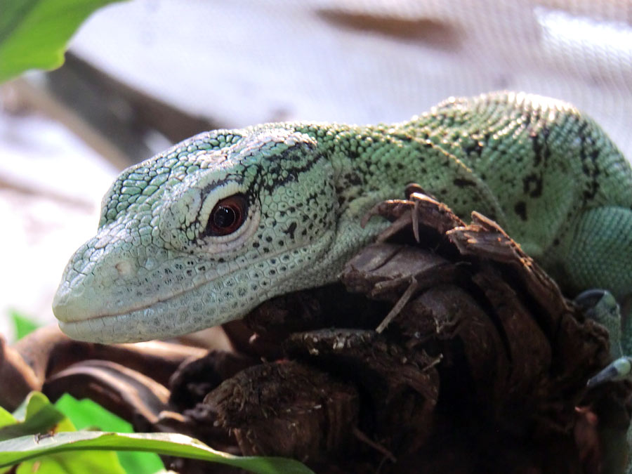 Smaragdwaran im Wuppertaler Zoo im Juli 2014