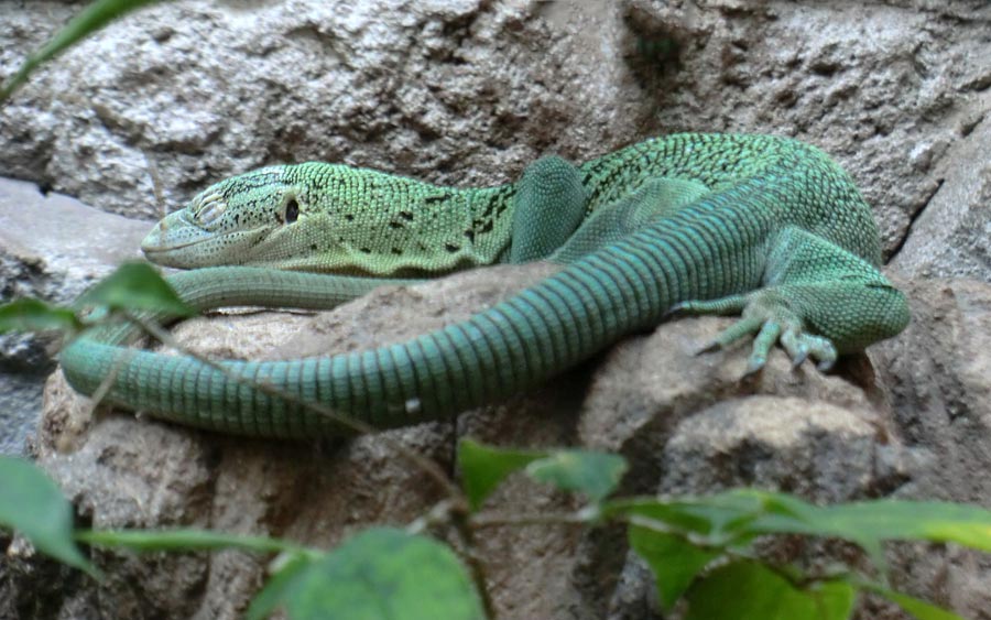 Smaragdwaran im Wuppertaler Zoo im Juli 2014