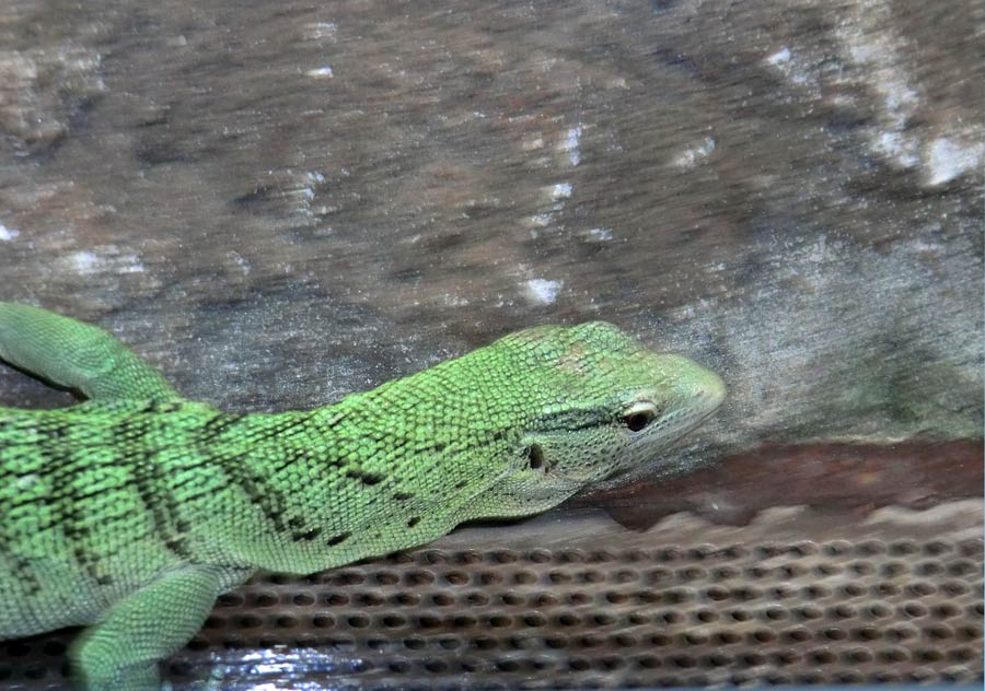 Smaragdwaran im Zoo Wuppertal im Juli 2014